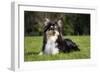 Sheltie-null-Framed Photographic Print