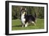 Sheltie-null-Framed Photographic Print