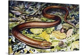 Sheltopusik or European Legless Lizard (Pseudopus Apodus), Anguidae-null-Stretched Canvas