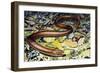 Sheltopusik or European Legless Lizard (Pseudopus Apodus), Anguidae-null-Framed Giclee Print