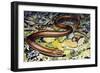 Sheltopusik or European Legless Lizard (Pseudopus Apodus), Anguidae-null-Framed Giclee Print