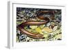 Sheltopusik or European Legless Lizard (Pseudopus Apodus), Anguidae-null-Framed Giclee Print