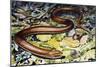 Sheltopusik or European Legless Lizard (Pseudopus Apodus), Anguidae-null-Mounted Giclee Print