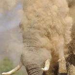 African Elephant (Loxodonta africana) adult, close-up of head, throwing sand with trunk in desert-Shem Compion-Photographic Print