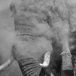 African Elephant (Loxodonta africana) adult, close-up of head, throwing sand with trunk in desert-Shem Compion-Photographic Print