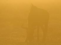 Giraffe (Giraffa camelopardalis) adult, drinking at riverbed waterhole, backlit at sunset, Etosha-Shem Compion-Photographic Print