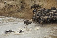 Blue Wildebeest (Connochaetus taurinus) herd, at river crossing on migration, Entim, Masai Mara-Shem Compion-Photographic Print