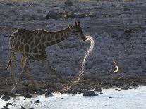 Giraffe (Giraffa camelopardalis) adult, drinking at riverbed waterhole, backlit at sunset, Etosha-Shem Compion-Photographic Print