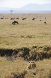 Lion (Panthera leo) adult female, hunting, Masai Mara-Shem Compion-Photographic Print