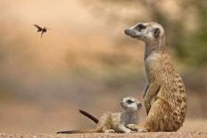 Meerkat (Suricata suricatta) adult 'baby-sitter' with young, South Africa-Shem Compion-Photographic Print