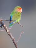 Rosy-faced Lovebird (Agapornis roseicollis) adult, perched on branch in desert, Erongo, Namibia-Shem Compion-Photographic Print