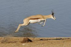 Springbok (Antidorcas marsupialis) adult, leaping beside waterhole, Etosha , Kunene-Shem Compion-Photographic Print