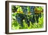 Shenandoah, Virginia - Wine Grapes on the Vine (#2)-Lantern Press-Framed Art Print