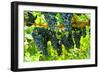 Shenandoah, Virginia - Wine Grapes on the Vine (#2)-Lantern Press-Framed Art Print