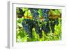 Shenandoah, Virginia - Wine Grapes on the Vine (#2)-Lantern Press-Framed Art Print