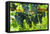 Shenandoah, Virginia - Wine Grapes on the Vine (#2)-Lantern Press-Framed Stretched Canvas