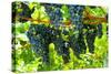 Shenandoah, Virginia - Wine Grapes on the Vine (#2)-Lantern Press-Stretched Canvas