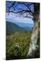 Shenandoah vista, Blue Ridge Parkway, Smoky Mountains, USA.-Anna Miller-Mounted Photographic Print