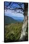 Shenandoah vista, Blue Ridge Parkway, Smoky Mountains, USA.-Anna Miller-Stretched Canvas
