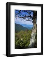 Shenandoah vista, Blue Ridge Parkway, Smoky Mountains, USA.-Anna Miller-Framed Photographic Print