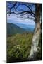 Shenandoah vista, Blue Ridge Parkway, Smoky Mountains, USA.-Anna Miller-Mounted Photographic Print