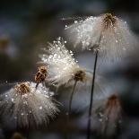 A Girl and Bear Grass-Shenshen Dou-Photographic Print