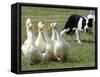 Shep, a Two-Year Old Border Collie, Herds Ducks-null-Framed Stretched Canvas