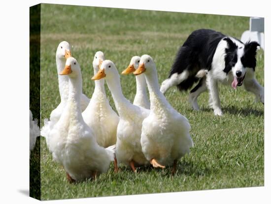 Shep, a Two-Year Old Border Collie, Herds Ducks-null-Stretched Canvas