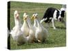 Shep, a Two-Year Old Border Collie, Herds Ducks-null-Stretched Canvas