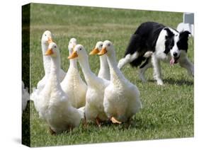 Shep, a Two-Year Old Border Collie, Herds Ducks-null-Stretched Canvas
