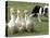 Shep, a Two-Year Old Border Collie, Herds Ducks-null-Stretched Canvas