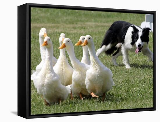 Shep, a Two-Year Old Border Collie, Herds Ducks-null-Framed Stretched Canvas