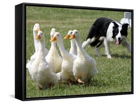 Shep, a Two-Year Old Border Collie, Herds Ducks-null-Framed Stretched Canvas