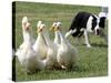 Shep, a Two-Year Old Border Collie, Herds Ducks-null-Stretched Canvas