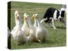 Shep, a Two-Year Old Border Collie, Herds Ducks-null-Stretched Canvas