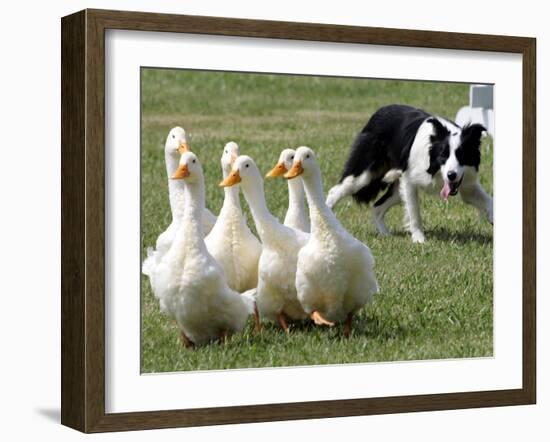 Shep, a Two-Year Old Border Collie, Herds Ducks-null-Framed Photographic Print