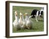 Shep, a Two-Year Old Border Collie, Herds Ducks-null-Framed Photographic Print