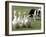 Shep, a Two-Year Old Border Collie, Herds Ducks-null-Framed Photographic Print