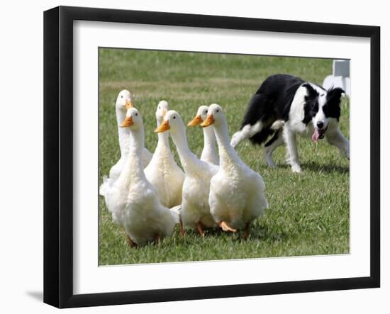 Shep, a Two-Year Old Border Collie, Herds Ducks-null-Framed Photographic Print