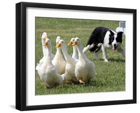 Shep, a Two-Year Old Border Collie, Herds Ducks-null-Framed Photographic Print