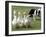 Shep, a Two-Year Old Border Collie, Herds Ducks-null-Framed Photographic Print