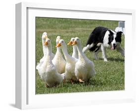 Shep, a Two-Year Old Border Collie, Herds Ducks-null-Framed Photographic Print