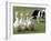 Shep, a Two-Year Old Border Collie, Herds Ducks-null-Framed Photographic Print