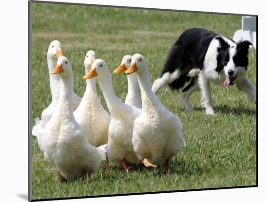 Shep, a Two-Year Old Border Collie, Herds Ducks-null-Mounted Photographic Print