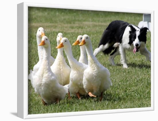 Shep, a Two-Year Old Border Collie, Herds Ducks-null-Framed Photographic Print