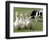 Shep, a Two-Year Old Border Collie, Herds Ducks-null-Framed Photographic Print