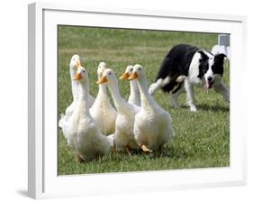 Shep, a Two-Year Old Border Collie, Herds Ducks-null-Framed Photographic Print