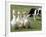 Shep, a Two-Year Old Border Collie, Herds Ducks-null-Framed Photographic Print