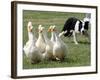 Shep, a Two-Year Old Border Collie, Herds Ducks-null-Framed Photographic Print