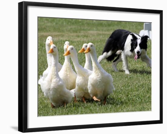 Shep, a Two-Year Old Border Collie, Herds Ducks-null-Framed Photographic Print